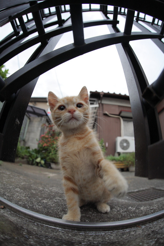 可愛すぎる猫たちの写真