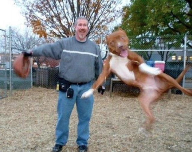 記念撮影好きな動物の写真