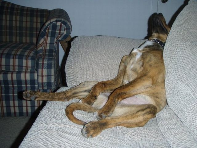 動物たちの本当に可愛らしい写真