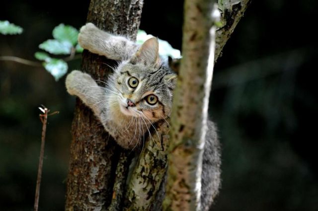 動物たちの本当に可愛らしい写真