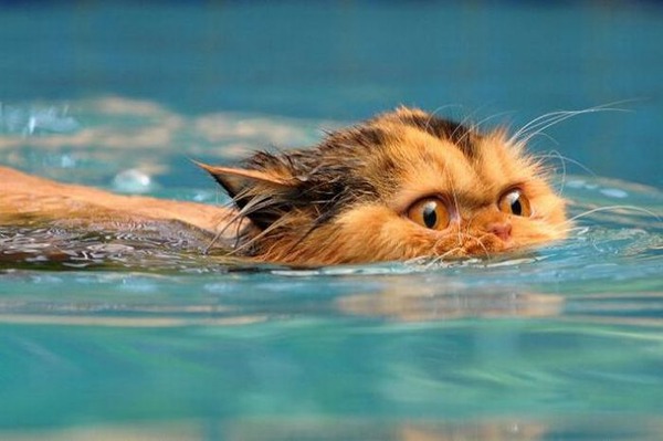 猫は水が苦手は嘘？？水泳を楽しんでいるかもしれない可愛い猫達の写真