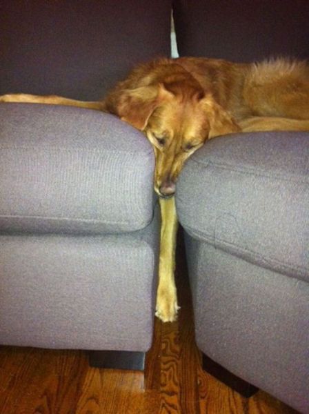 家具の間にはまっている犬と猫の可愛い写真
