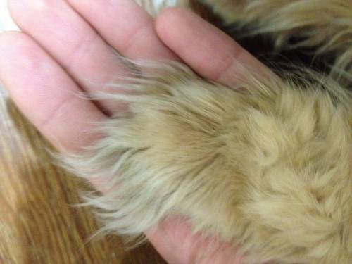猫の手