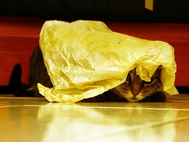 猫のかくれんぼ