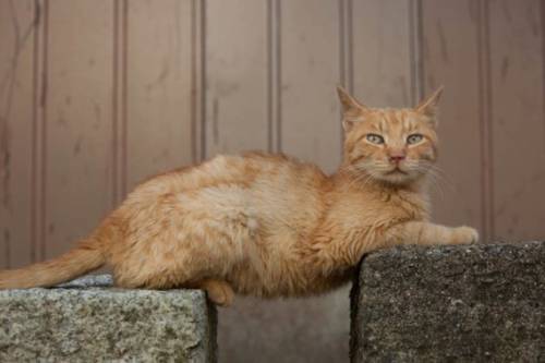 福岡にあった猫の島の写真