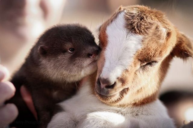 もう可愛すぎて何と言って良いのか分からない動物