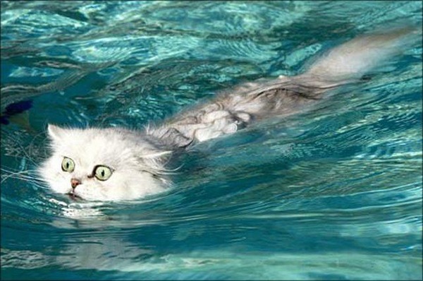 猫は水が苦手は嘘？？水泳を楽しんでいるかもしれない可愛い猫達の写真