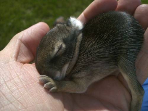 かわいい動物の画像