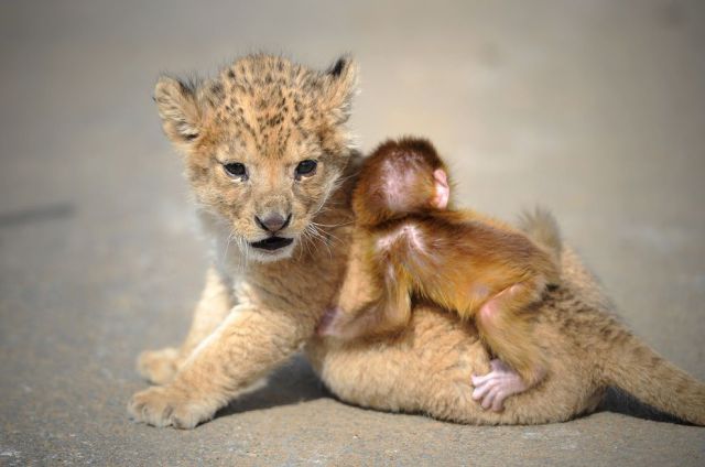 見ているだけで興奮してくる可愛い動物の画像