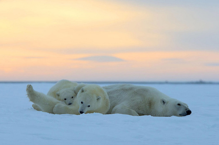 ホッキョクグマとアラスカの壮大な夕日が美しい写真