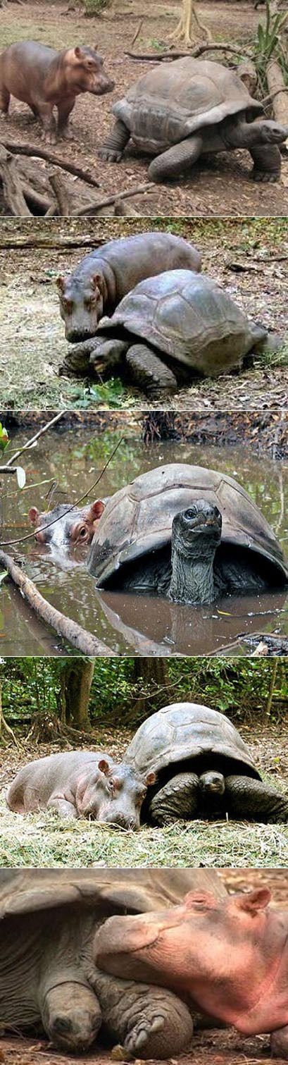 とても仲良しな動物たちの写真