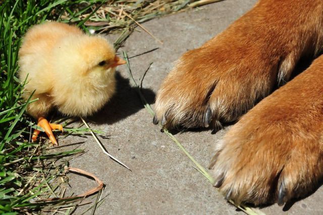 超可愛い動物たちに癒される写真