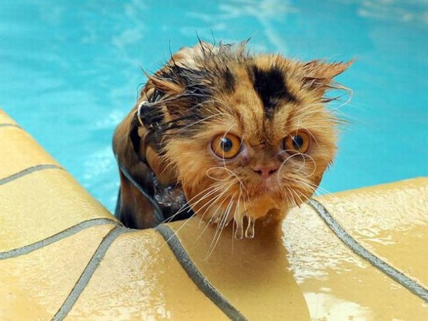 猫は水が苦手は嘘？？水泳を楽しんでいるかもしれない可愛い猫達の写真