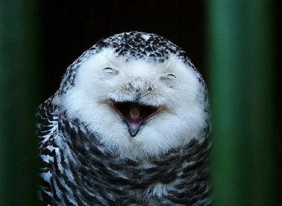 可愛いフクロウさんの写真