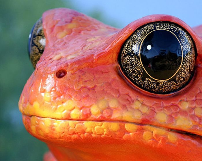野生の生き物が本当に美しすぎた写真