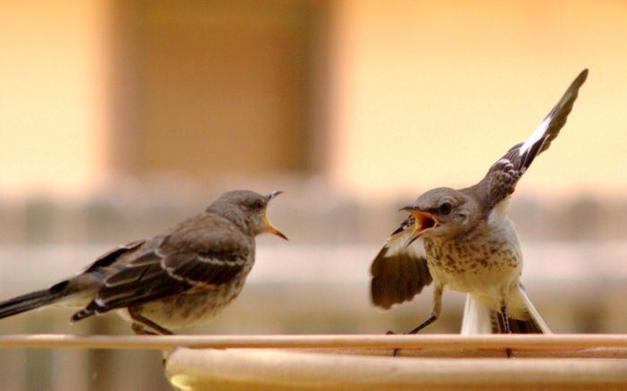 とても美しい鳥の写真