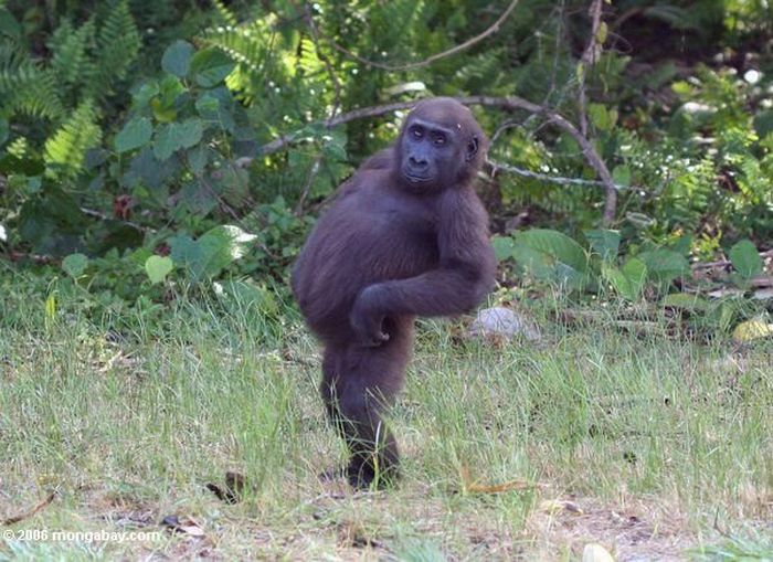 見ているだけで笑える動物のオモシロ画像