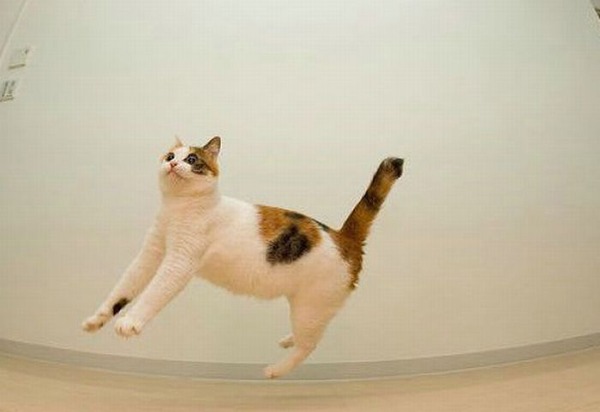 空中を飛行する可愛い猫たちの写真