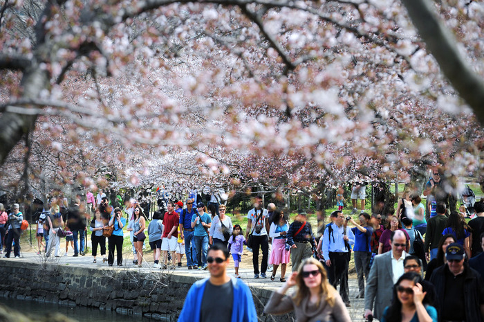 世界に咲く桜 
