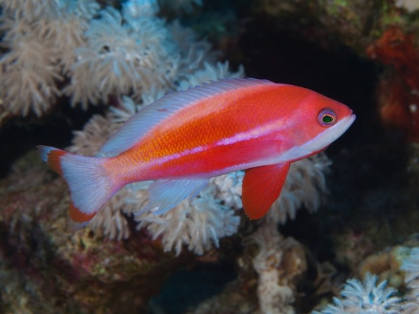 ちょこっとブサイクだけど愛嬌があって美しい魚の写真