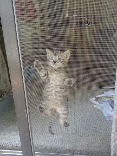 動物たちの本当に可愛らしい写真