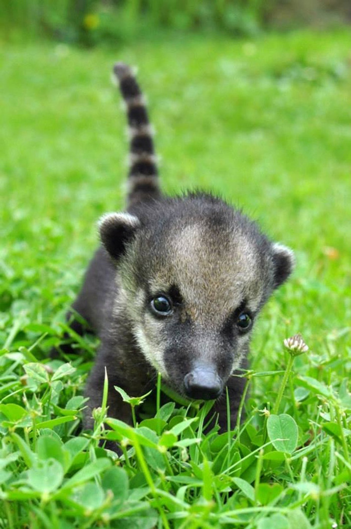 可愛すぎる動物の赤ちゃん画像