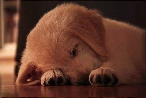 見ているだけで幸せになれる可愛い子犬の画像が集まった写真