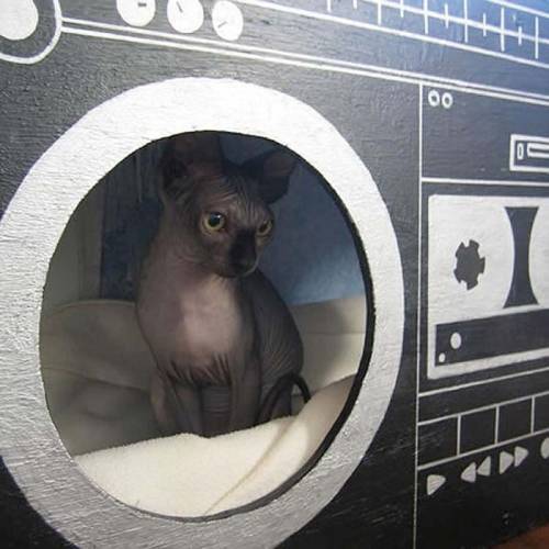 可愛い家の中にある猫の家