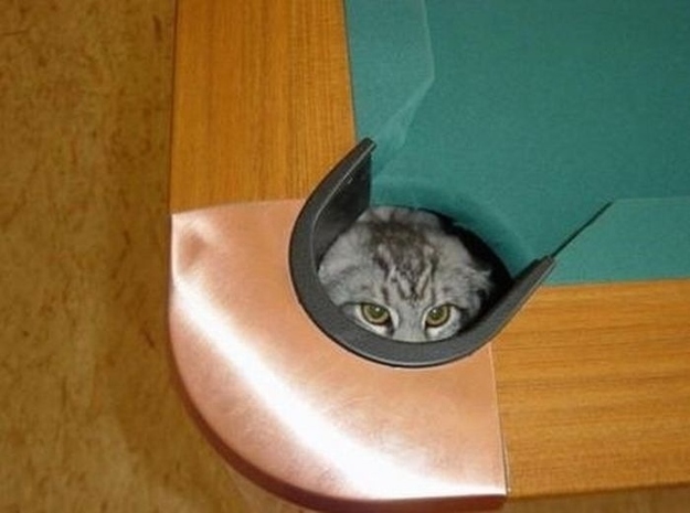 猫のかくれんぼ