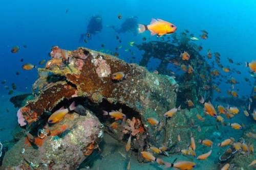 車が海に沈んでしばらくして魚の住まいになった写真