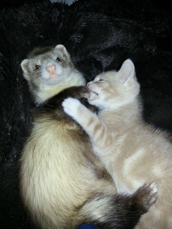 フェレットを多頭飼いしている飼い主が路上でさまよっている子猫を招き入れたらこうなった。