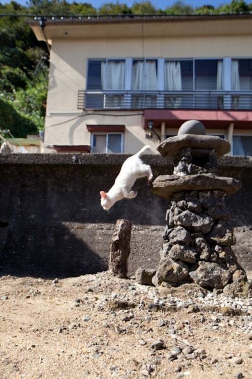 福岡にあった猫の島の写真