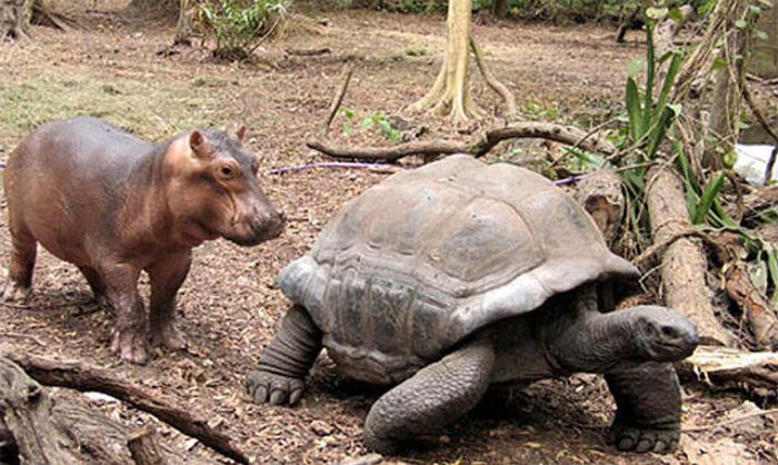 赤ちゃんカバと親友の１３０歳のカメ 