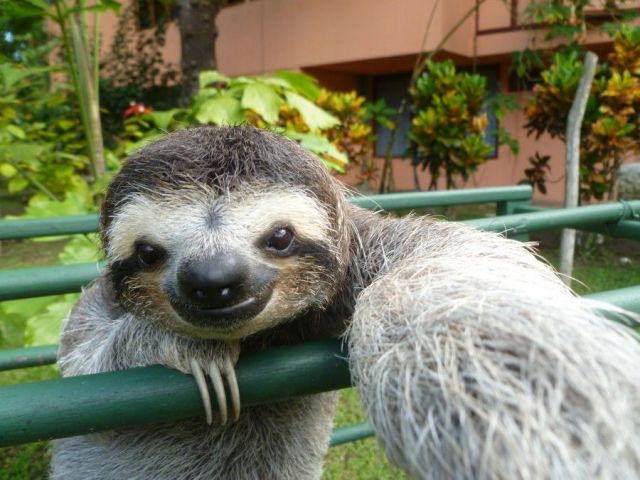 動物たちの本当に可愛らしい写真
