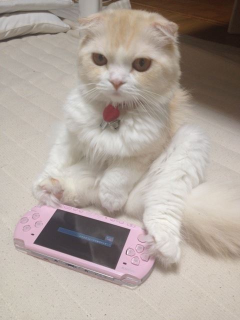 やっぱり可愛い猫の画像