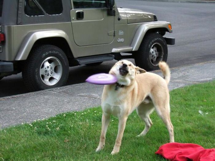 変顔や変な格好した犬の写真