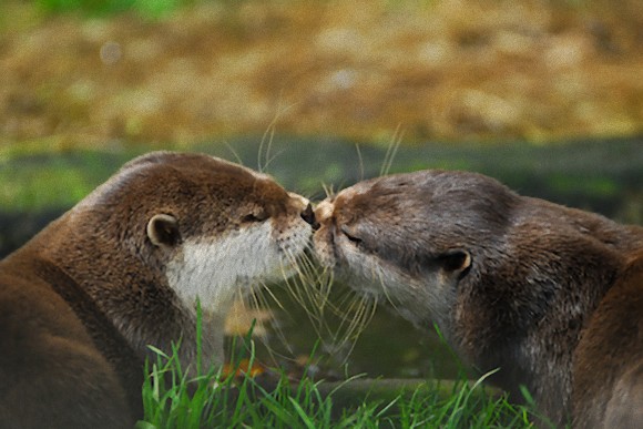 動物たちがキスする写真