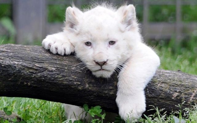 とてもキュートで可愛い動物の写真