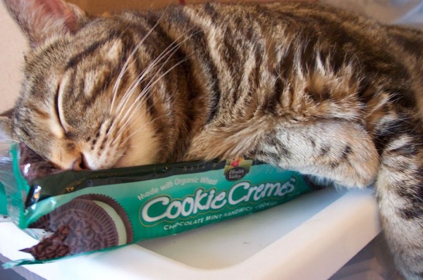 猫の寝顔がどうしてこんなに可愛いのかと思える写真