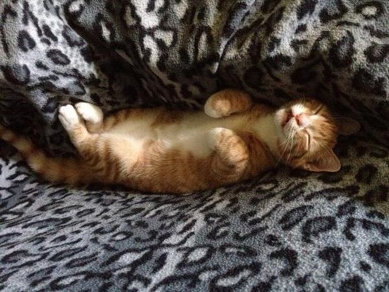 可愛すぎる動物たちが眠そうな写真