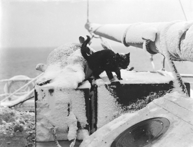 軍艦に乗る猫の歴史的写真