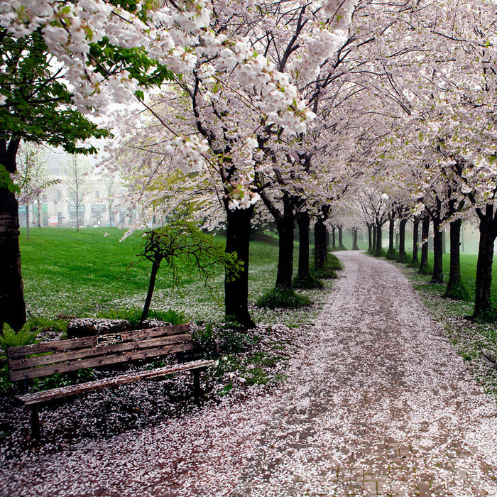 世界に咲く桜 