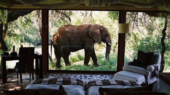 アフリカの野生動物たちの画像