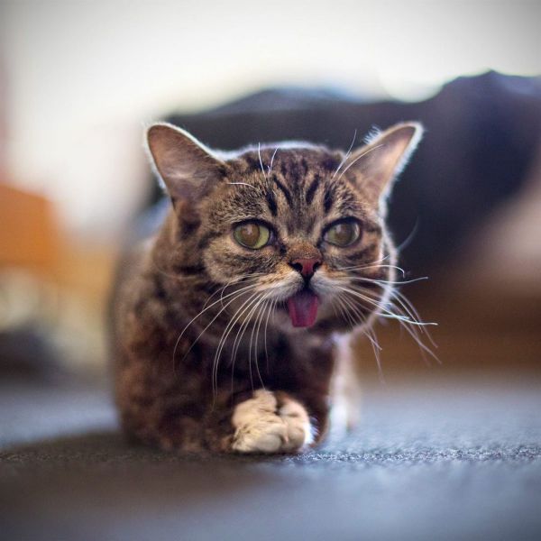 とりあえず癒される可愛い動物の写真