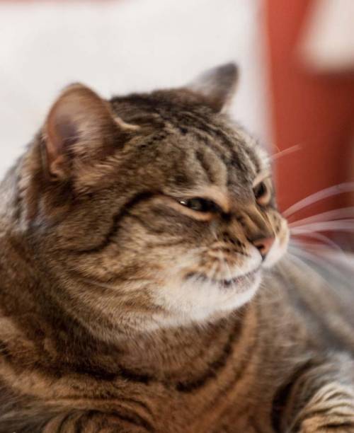 動物たちの可愛いあくび