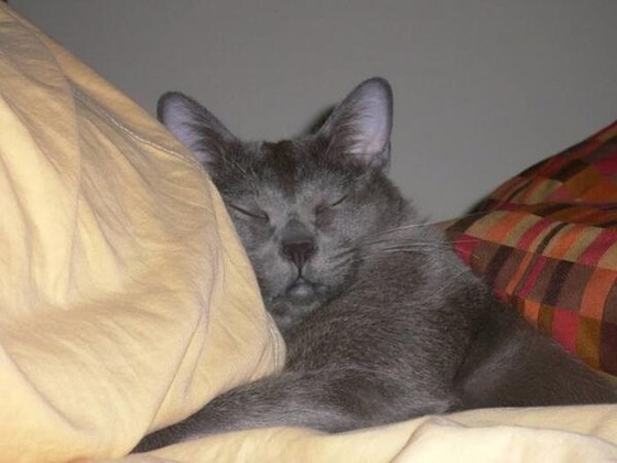 可愛すぎる動物たちが眠そうな写真