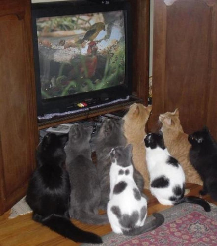 猫に狙われた完全ロックオンされた写真