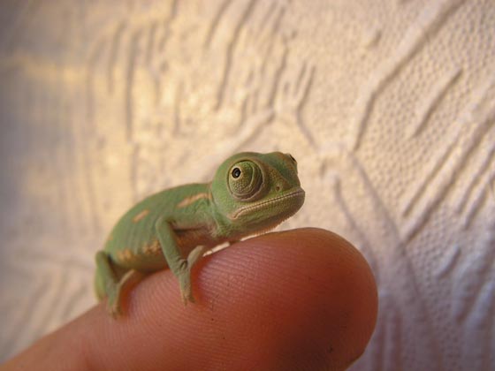 手乗り動物や虫たちが可愛い写真