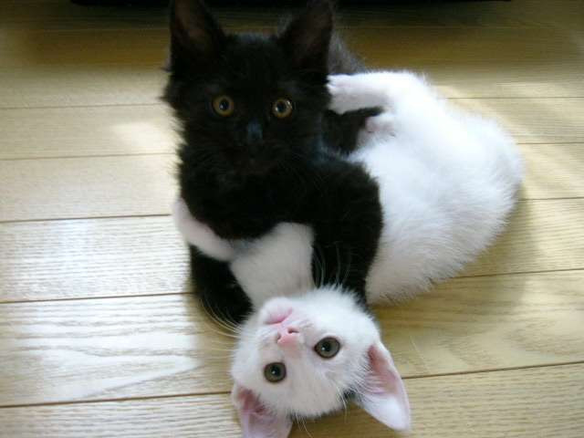 本当に可愛い猫の写真