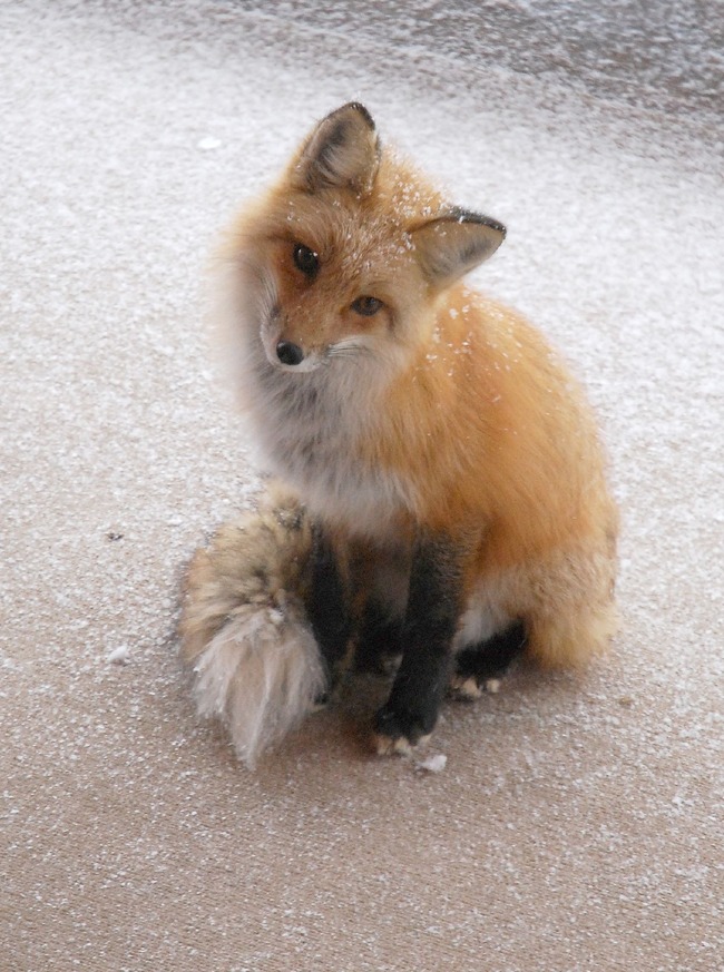 何だかほのぼのする動物の写真